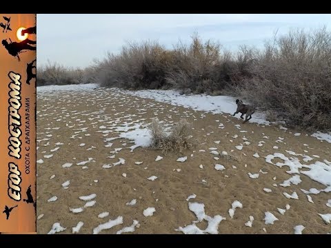 Видео: ОХОТА НА ЗАЙЦА С ДРАТХААРОМ. 19-20 января 2019г.