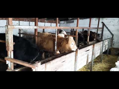 Видео: ВЕС НАШИХ БЫКОВ В 8 МЕСЯЦЕВ