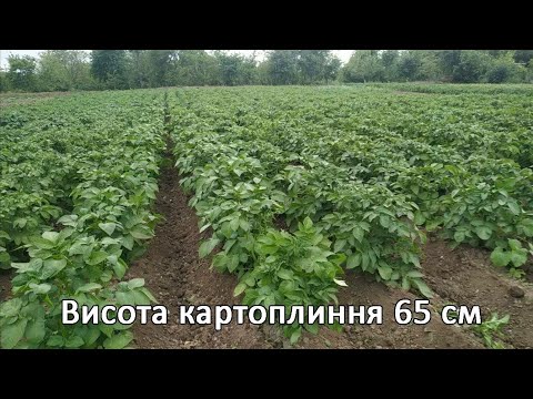 Видео: Як підгорнути картоплю