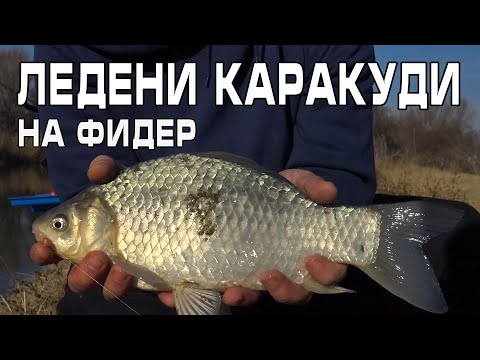 Видео: Ледени каракуди на фидер