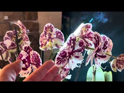Видео: Фитолампа не обязательно может быть дорогой 😜, цветение Ph. Amabilis “Surabaya” x sub , что не так …