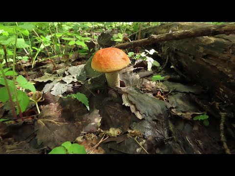 Видео: Тихая охота в середине июня.