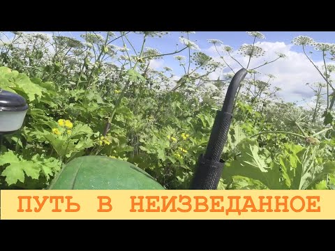 Видео: 2025 Июль. Окунаюсь в море борщевика.