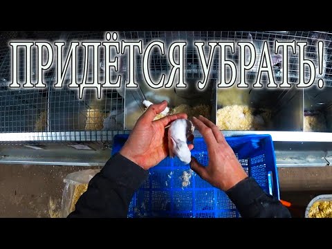 Видео: КРОЛЬЧАТАМ 7 15 ДН  ОСМОТР ГНЕЗДА