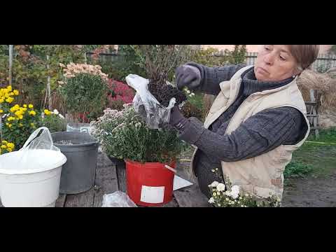 Видео: В моем ассортименте пополнение .