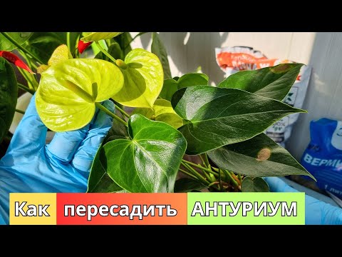 Видео: Как пересадить АНТУРИУМ после покупки