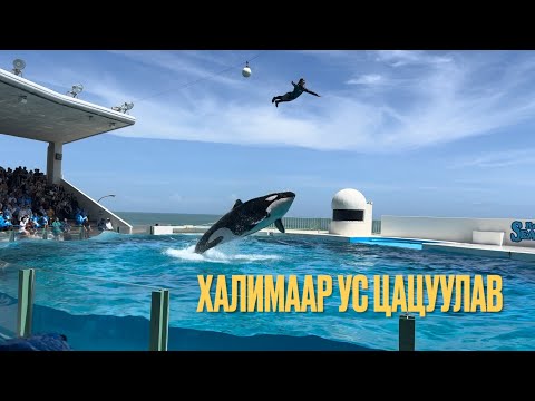 Видео: Зуны амралт 2025 халиманд усаар угаалгав😀
