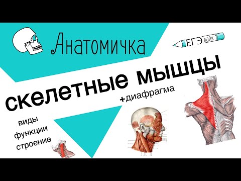 Видео: СКЕЛЕТНЫЕ МЫШЦЫ