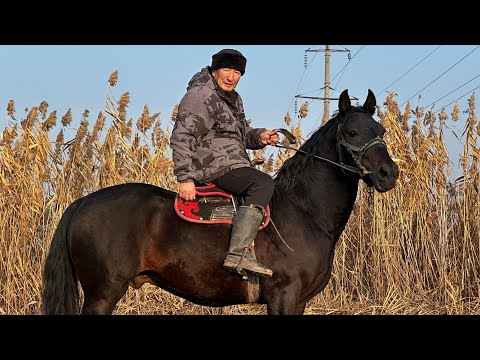 Видео: ЖАКШЫ АТ ИЗДЕГЕНДЕРГЕ МЫНА ЧЫКТЫ 🤯 #байтв