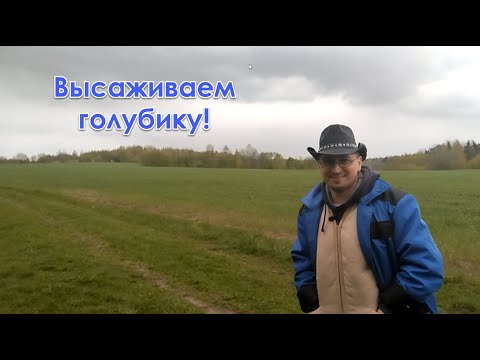 Видео: Дачные истории. Посадка голубики!