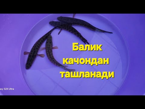 Видео: Баликни кайси ойдан ташланади