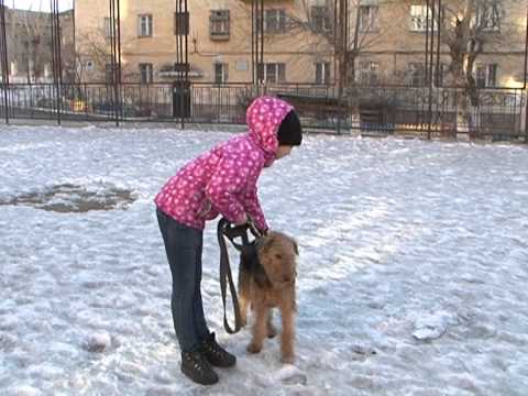 Видео: Домашний зоопарк: Эльдертерьер