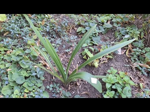 Видео: Вирус😱 Что делать🤔 Гиппеаструмы готовятся к зимовке☺️