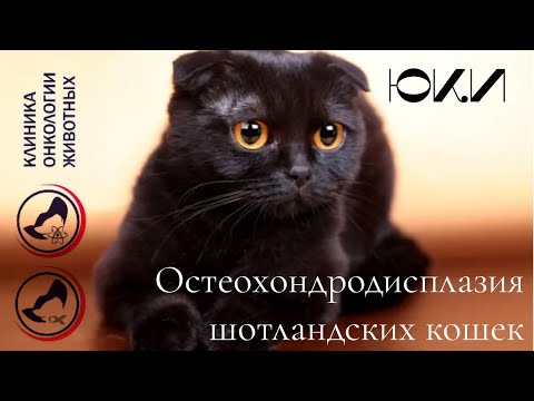 Видео: Костнохрящевая остеохондродисплазия шотландских кошек