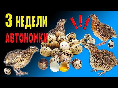 Видео: Перепеловоды! Нужна Ваша помощь! 3 недели автономки!