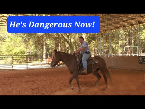 Видео: Он хочет драться.