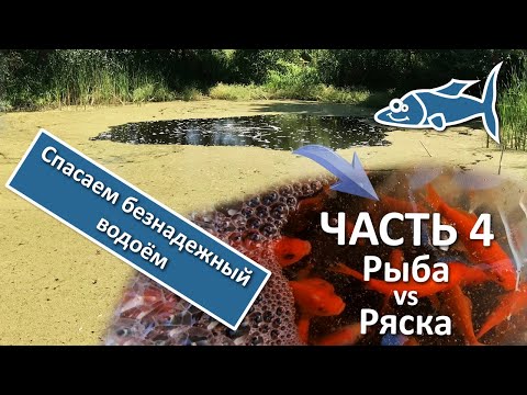 Видео: Как очистить пруд. ЧАСТЬ 4. Белый амур против ряски.