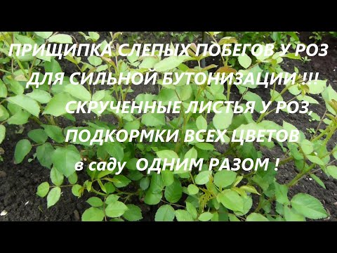 Видео: ПРИЩИПКА СЛЕПЫХ ПОБЕГОВ У РОЗ ДЛЯ СИЛЬНОЙ БУТОНИЗАЦИИ !!!ПОДКОРМКИ ВСЕХ ЦВЕТОВ в саду  ОДНИМ РАЗОМ !