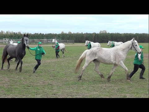 Видео: «Серая лошадь»: терцы и орловские рысаки. Экскурсия по конюшням в день рождения хозяйства. Часть1