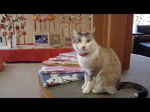 Видео: Отдых с кошками в отеле с горячими источниками в Японии. Могу ли я жить здесь вечно?