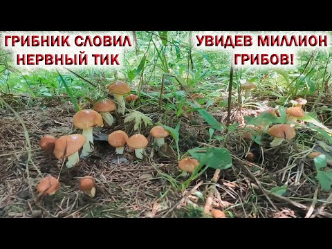 Видео: ❗ГРИБНИКА поразил НЕРВНЫЙ ТИК увидев МИЛЛИОН ГРИБОВ💥ГРИБ на ГРИБЕ👉РЫЖИКИ, БЕЛЫЕ, МАСЛЯТА. Грибы 2023