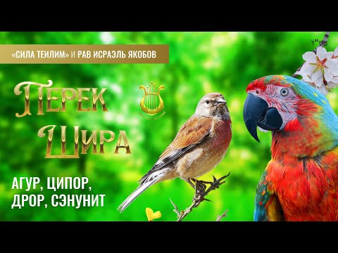 Видео: 🎻 Перек Шира. ПОПУГАЙ, ПТИЦЫ, ВОРОБЕЙ. Урок 36. Рав Исраэль Якобов