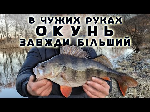 Видео: Як Ловити Окуня на спінінг в глухозим'я