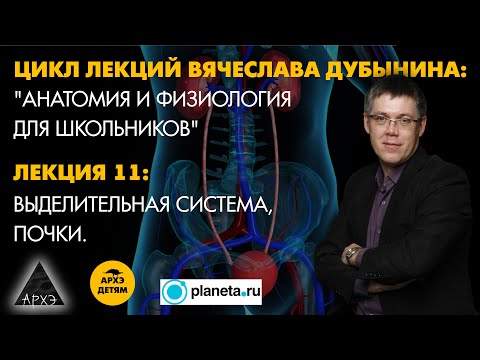 Видео: Вячеслав Дубынин: "Выделительная система, почки." (Лекция 11)