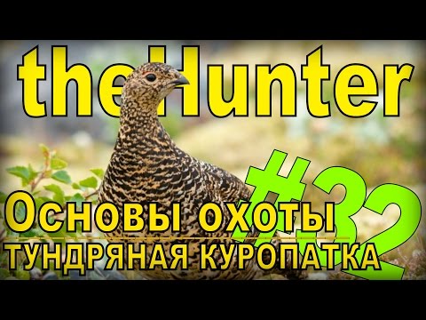 Видео: theHunter - Тундряная куропатка [Основы охоты] #32