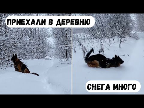 Видео: ПРИЕХАЛИ В ДЕРЕВНЮ С СОБАКОЙ ВСТРЕЧАТЬ НОВЫЙ ГОД