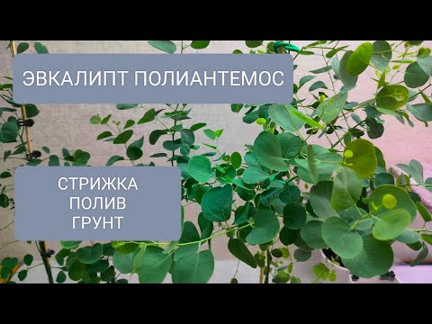 Видео: 🟢🟢ЭВКАЛИПТ ПОЛИАНТЕМОС. ОСОБЕННОСТИ СТРИЖКИ/ФОРМИРОВАНИЯ. ГРУНТ. ПОЛИВ.
