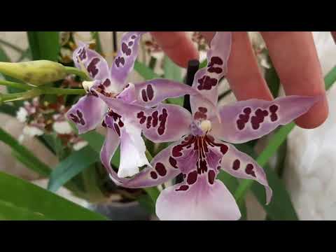 Видео: Главное правило для обильного цветения Камбрии.