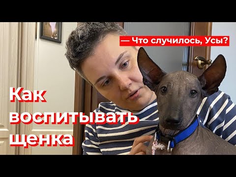 Видео: Что случилось, Усы? Как воспитывать щенка