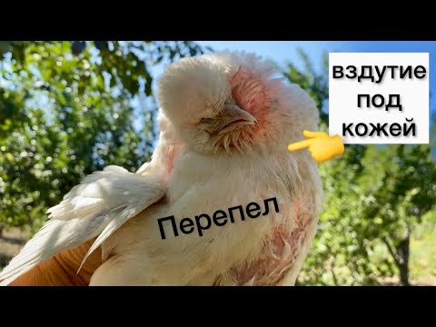 Видео: Болезнь перепела//Разрыв воздушного мешка у перепела как лечить