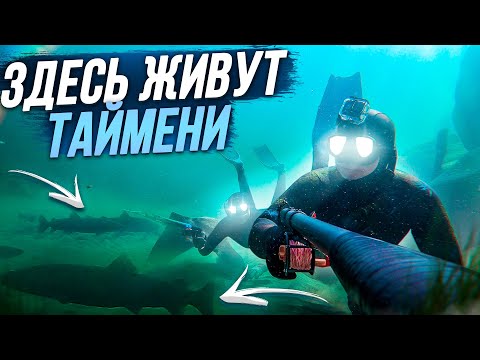 Видео: ЯМА ЧУДЕС! ТАЙМЕНИ ХОДЯТ СТАДАМИ! ПОДВОДНАЯ ОХОТА В КРИСТАЛЬНОЙ РЕКЕ!