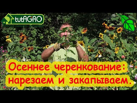 Видео: ОСЕННЕЕ ЧЕРЕНКОВАНИЕ РОЗ. Укоренение ваших любимых сортов. Зачем покупать, если можно размножать?