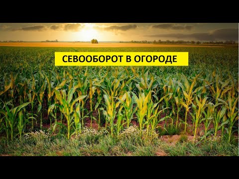 Видео: Севооборот в огороде.