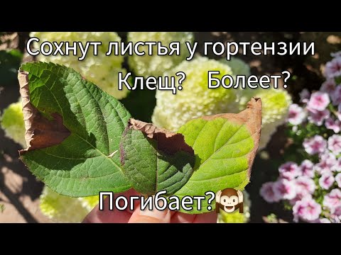 Видео: Сохнут и опадают листья у гортензии🍂. Клещ?...???