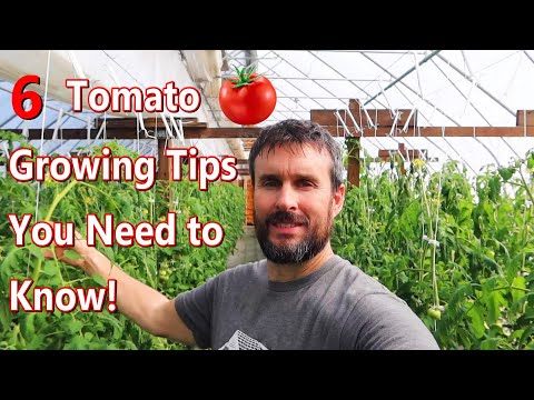 Видео: Как улучшить выращивание томатов с помощью этих 6 шагов \\ Выращивание томатов в гидропонной теплице
