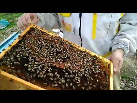 Видео: Ранне-весенняя ревизия улей