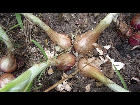 Видео: Как вырастить крупный лук шалот. Прореживание лука