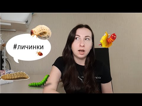 Видео: Биология. Развитие животных с полным превращением.