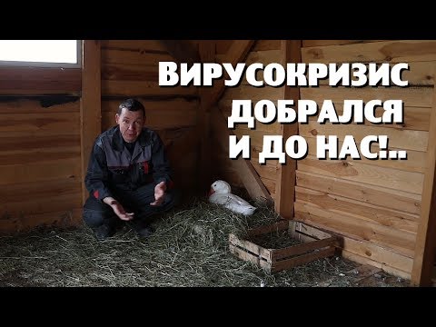 Видео: Как ВИРУСОКРИЗИС изменил нашу деревенскую жизнь?