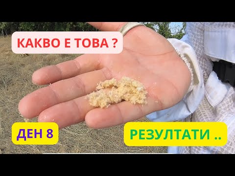 Видео: Резултати след подхранването и третирането с ленти