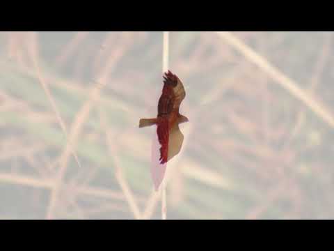 Видео: Вересневий архів 2024