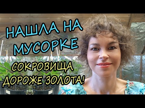 Видео: Домашние комнатные растения которые нашла на мусорке