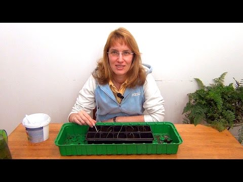 Видео: Лук-порей. Рассада. (ч.2)