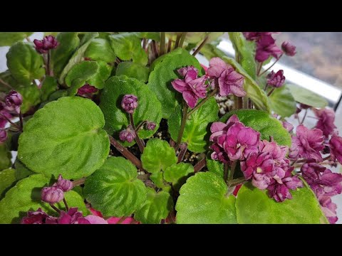 Видео: Фиалки трейлеры из моей коллекции.