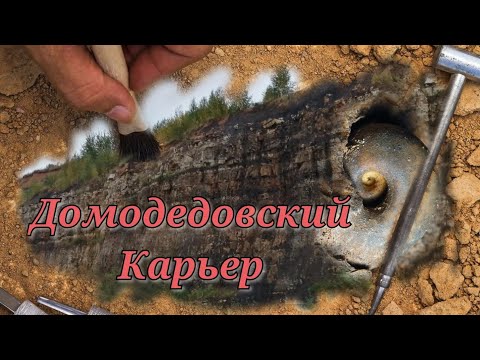 Видео: Домодедовский карьер. Окаменелости.