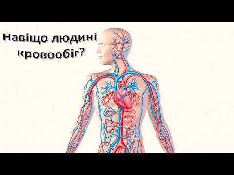 Видео: Урок 91.  Навіщо людині кровообіг? Кровоносна система. Я досліджую світ 3 клас